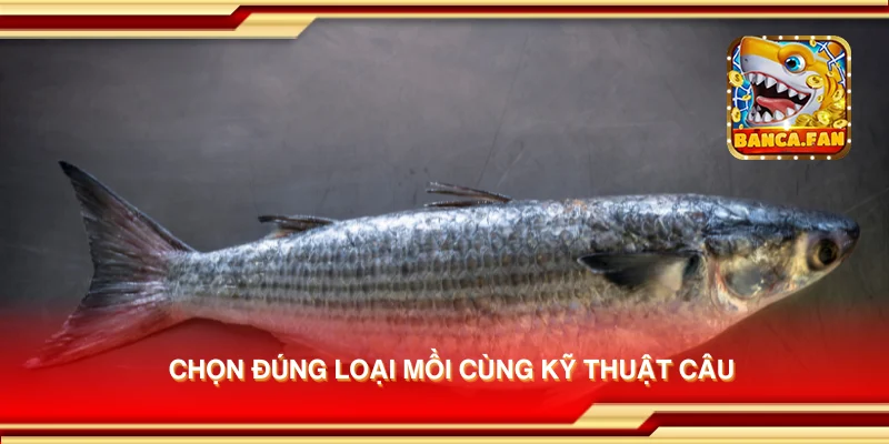 Chọn đúng loại mồi cùng kỹ thuật câu