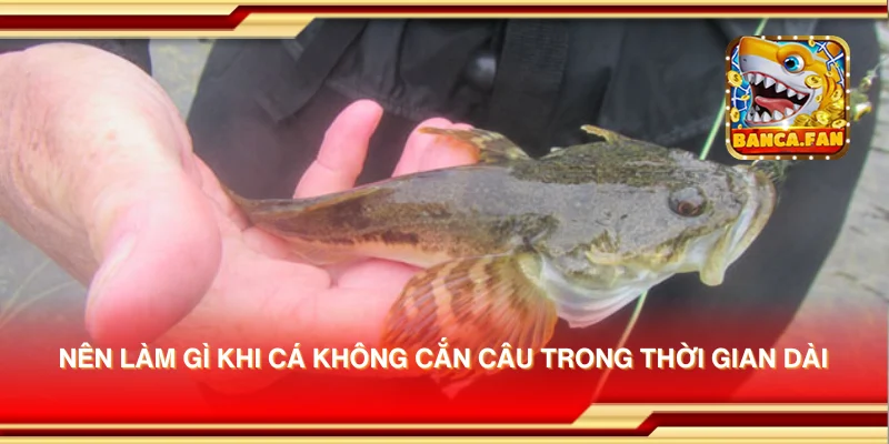 Nên làm gì khi cá không cắn câu trong thời gian dài