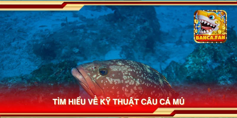 Tìm hiểu về kỹ thuật câu cá mú