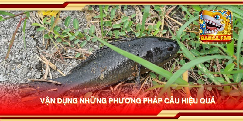 Vận dụng những phương pháp câu hiệu quả